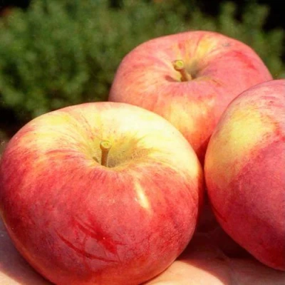 Яблоня ОРЛОВИМ в Великом Новгороде