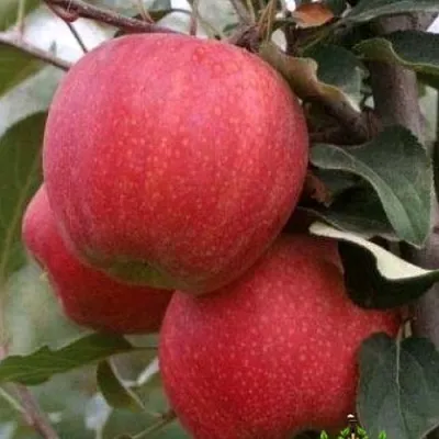 Яблоня ГАЛА ШНИГА в Великом Новгороде