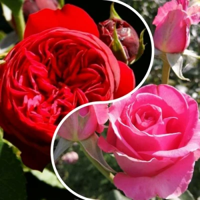 Комплект РОМАНТИЧЕСКИЙ БУКЕТ в Великом Новгороде