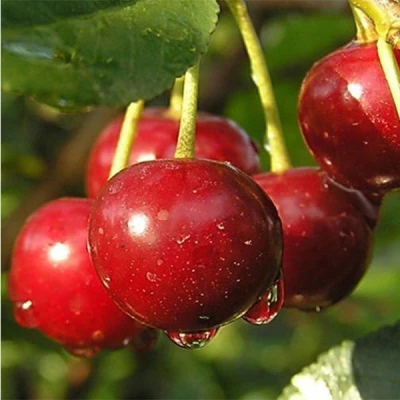 Дюк ПРЕВОСХОДНАЯ ВЕНЬЯМИНОВА в Великом Новгороде