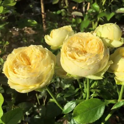 Роза КАТАЛИНА спрей в Великом Новгороде