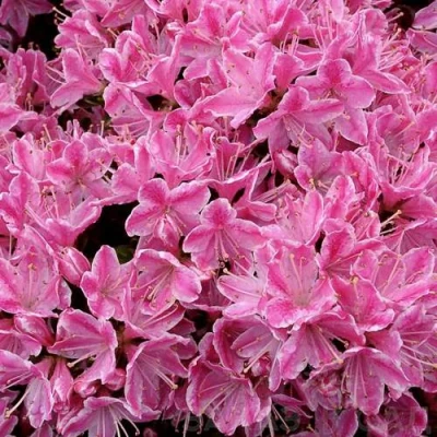 Азалия КЕРМЕСИНА РОУЗ японская в Великом Новгороде