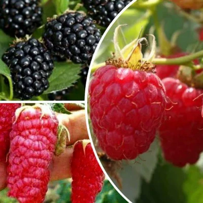 Комплект ЯГОДНЫЙ МИКС в Великом Новгороде