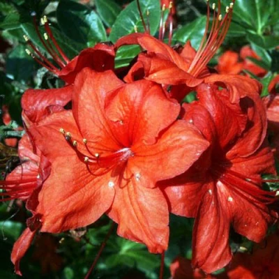 Азалия ДОЛОРОСО листопадная в Великом Новгороде