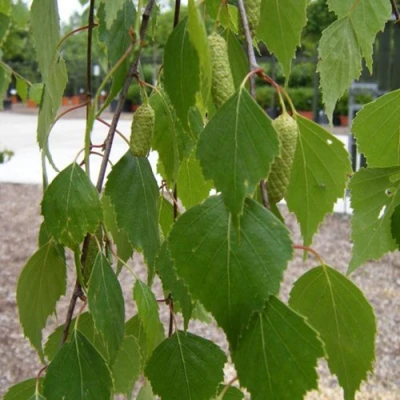 Береза ФАСЦИНЕЙШЕН белая  в Великом Новгороде