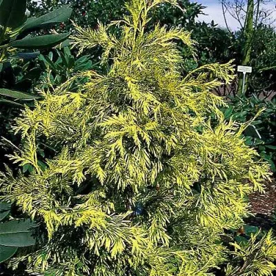 Туя ЗЕБРИНА ЭКСТРА ГОЛД складчатая в Великом Новгороде