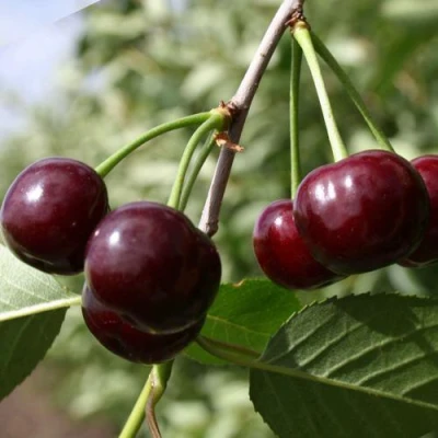 Вишня ЖАДАНА в Великом Новгороде