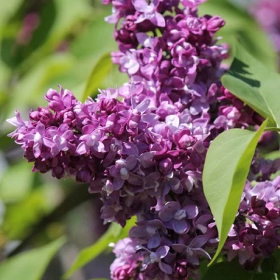 Сирень ИЗОБИЛИЕ в Великом Новгороде