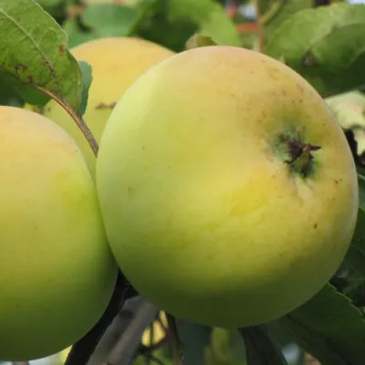 Яблоня РОССИЯНКА в Великом Новгороде