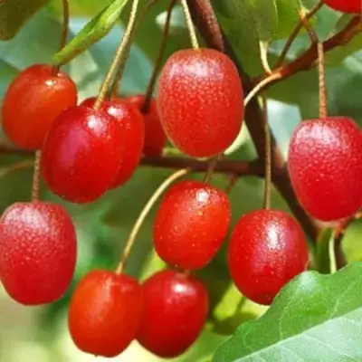 Гуми ТАИСА (ЛОХ МНОГОЦВЕТКОВЫЙ) в Великом Новгороде