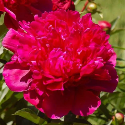 Пион БИГ БЕН травянистый в Великом Новгороде