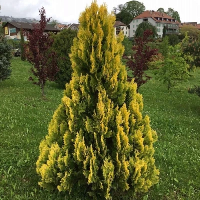 Туя ЕЛЛОУ РИББОН западная в Великом Новгороде