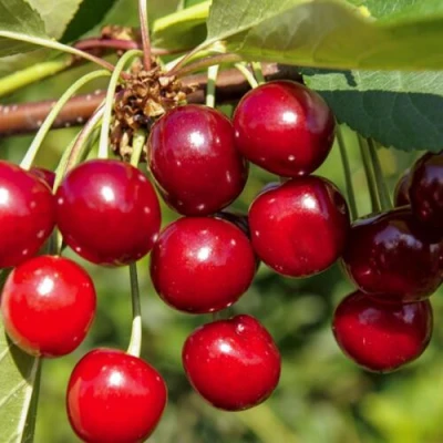 Вишня ЛЮБСКАЯ в Великом Новгороде