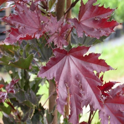 Клен КРИМСОН СЕНТРИ остролистный в Великом Новгороде