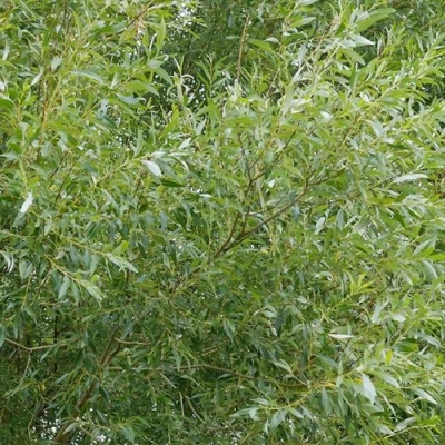 Ива ВИТЕЛЛИНА белая  в Великом Новгороде