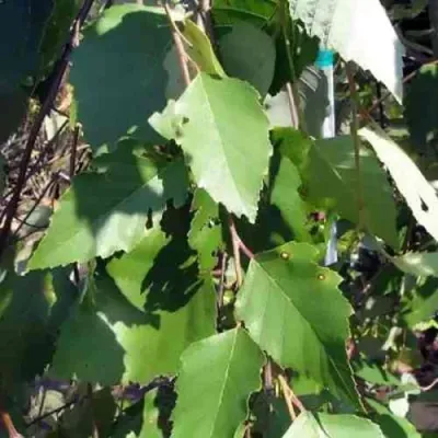 Береза САММЕР КАСКАД черная в Великом Новгороде