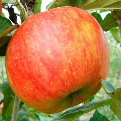 Яблоня ЦЕЛЕСТЕ в Великом Новгороде