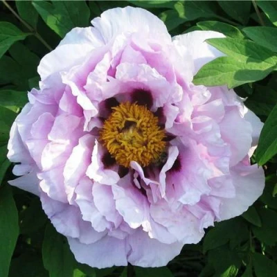 Пион СИНИЙ САПФИР древовидный в Великом Новгороде