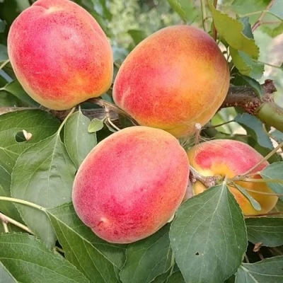 Абрикос ОСОБЕННЫЙ ДЕНИСЮКА в Великом Новгороде