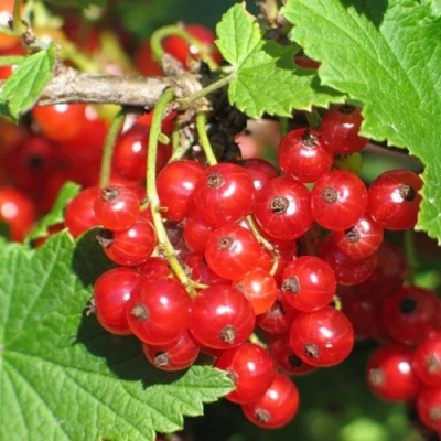 Смородина красная РАЧКОВСКАЯ в Великом Новгороде