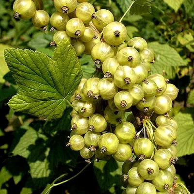 Смородина зеленоплодная СНЕЖНАЯ КОРОЛЕВА в Великом Новгороде