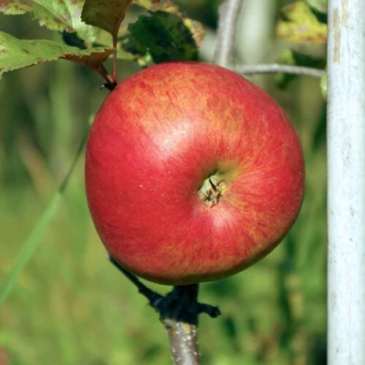 Яблоня ДЫЯМЕНТ в Великом Новгороде