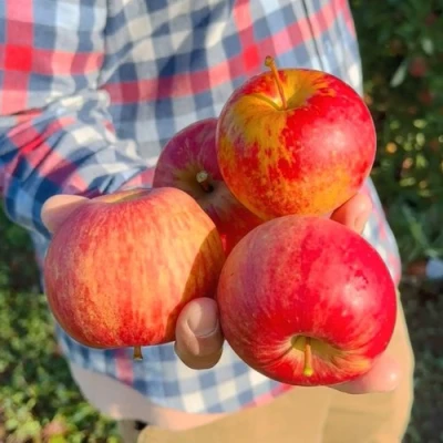 Яблоня КРАСАВИТА в Великом Новгороде
