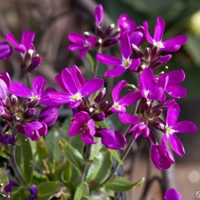Арабис РОУЗ делайт в Великом Новгороде