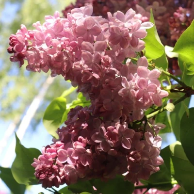 Сирень МЕДОВЫЙ СПАС в Великом Новгороде