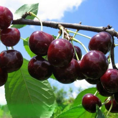 Дюк ЧУДО-ВИШНЯ в Великом Новгороде