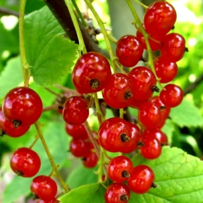 Смородина красная КОРАЛЛОВАЯ в Великом Новгороде