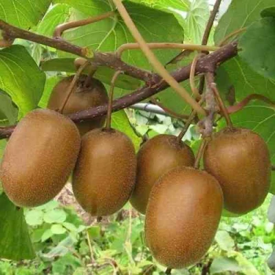 Актинидия ХЕЙВАРД деликатесная  в Великом Новгороде