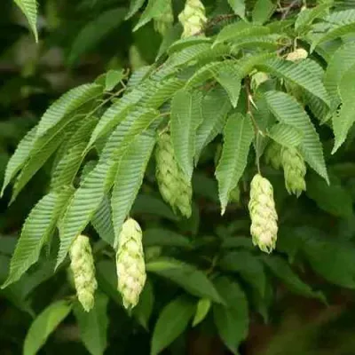 Граб японский в Великом Новгороде