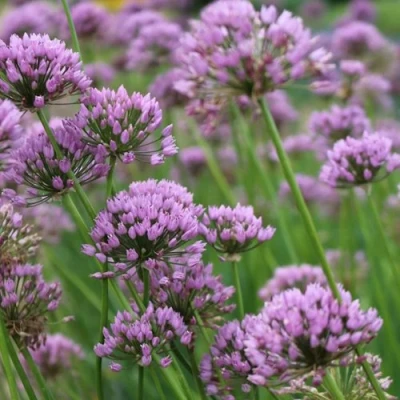 Лук угловатый в Великом Новгороде
