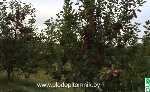 Превью видео