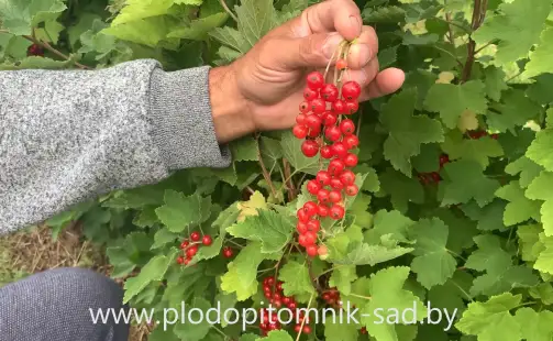 Превью видео