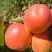Абрикос NJA-19 в Великом Новгороде