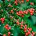 Кизильник горизонтальный в Великом Новгороде