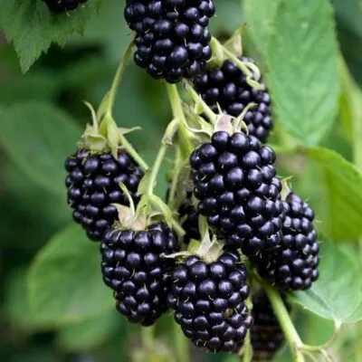 Ремонтантная  Ремонтантная в Великом Новгороде