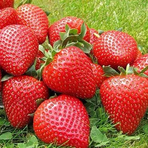 Клубника ЭЛИАНЕ  Клубника ЭЛИАНЕ в Великом Новгороде