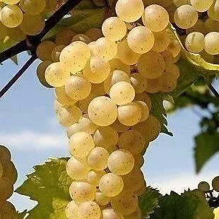 Неукрывные сорта   Неукрывные сорта  в Великом Новгороде