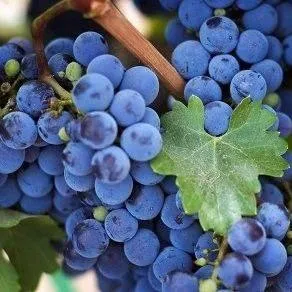 Винный   Винный  в Великом Новгороде