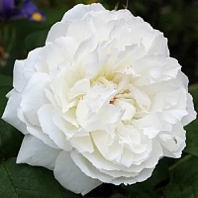 Саженцы роз ВИНЧЕСТЕР КАФЕДРАЛ английская в Великом Новгороде