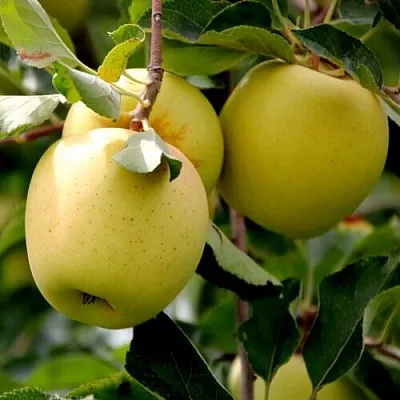 Яблоня ГОЛДЕН ВЛАДИМИРСКИЙ  Яблоня ГОЛДЕН ВЛАДИМИРСКИЙ в Великом Новгороде
