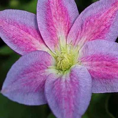 Клематис ЧЕЙНДЖ ОФ ХАРТ в Великом Новгороде