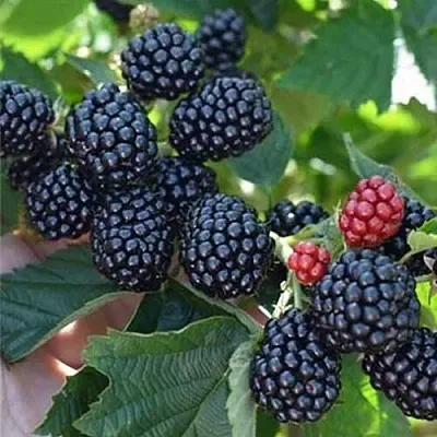 Ежевика ПОЛАР бесшипная  Ежевика ПОЛАР бесшипная в Великом Новгороде