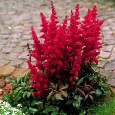 Астильба ГЛАТ Арендса — описание сорта Астильба ГЛАТ Арендса в Великом Новгороде