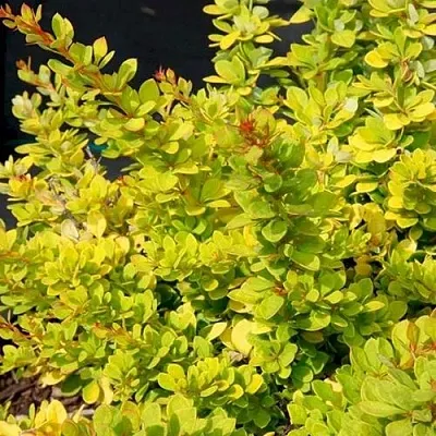 Барбарис СЕНСЕЙШЕН тунберга  Барбарис СЕНСЕЙШЕН тунберга в Великом Новгороде