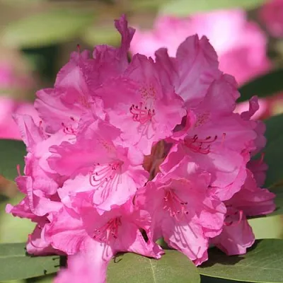 Рододендрон ЛУМИНА в Великом Новгороде