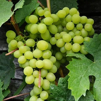 Виноград АЛЕШЕНЬКИН  Виноград АЛЕШЕНЬКИН в Великом Новгороде